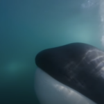 ORCA HUNT
